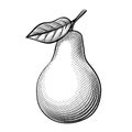 Etching pear design vector illustration