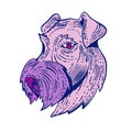 Bingley Terrier Head Etching Color Royalty Free Stock Photo