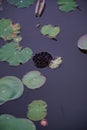 Eternal Beauty in Decay: Blackened Lily Petals