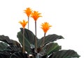 Eternal flame flower (calathea crocata orange)