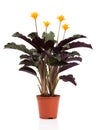 Eternal flame flower (calathea crocata orange)