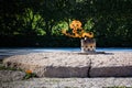 Eternal Flame John F. Kennedy Memorial Grave Arlington Cemetery