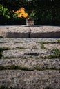 Eternal Flame John F. Kennedy Memorial Grave Arlington Cemetery