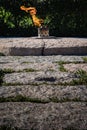 Eternal Flame John F. Kennedy Memorial Grave Arlington Cemetery