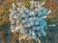 The eternal flower or commonly known as edelweiss, is located in Surya Kencana, Gede Mountain [Samsung S9+] Royalty Free Stock Photo