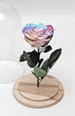 Preserved big rainbow rose arrangement, everlasting flowers Royalty Free Stock Photo