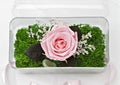 Preserved pink rose arrangement, everlasting flowers Royalty Free Stock Photo