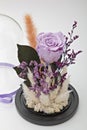 Preserved purple roses arrangement, everlasting flowers Royalty Free Stock Photo