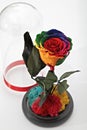 Preserved rainbow rose arrangement, everlasting flowers Royalty Free Stock Photo