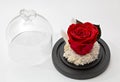 Preserved red rose arrangement, everlasting flowers Royalty Free Stock Photo