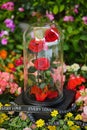 The eternal red roses in the flask on the garden with other flower