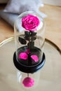 Pink rose in a flask. Long-lasting rose Royalty Free Stock Photo