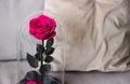 Pink rose in a flask. Long-lasting rose, Preserved Royalty Free Stock Photo