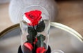 Red rose in a flask. Long-lasting rose