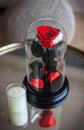 Red rose in a flask. Long-lasting rose Royalty Free Stock Photo