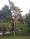 Eternally green tree of unusual shape in the park