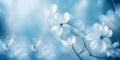 Etheral beautiful white flowers with blue background like artistic winter spring background