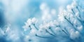 Etheral beautiful white flowers with blue background like artistic winter spring background Royalty Free Stock Photo