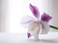 Ethereal Beauty: A Minimalist Still Life of a Purple and White Orchid