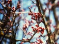 The ethereal beauty of pink apricot blossom buds on a tree branch, set against the backdrop of a clear blue sky. Apricot tree Royalty Free Stock Photo