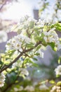 The ethereal beauty of white cherry blossoms blooming on a tree Royalty Free Stock Photo