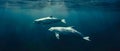 Ethereal Belugas: An Underwater Ballet of Simplicity. Concept Underwater Photography, Beluga