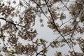 Ethereal cherry blossoms against grey sky