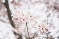 Ethereal Cherry Blossoms: Serene Beauty in Delicate White Sky
