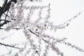 Ethereal Cherry Blossoms: Serene Beauty in Delicate White Sky