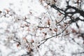 Ethereal Cherry Blossoms: Serene Beauty in Delicate White Sky