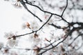 Ethereal Cherry Blossoms: Serene Beauty in Delicate White Sky