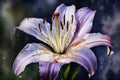 An ethereal closeup of a lovely lavender lily its intoxicating scent drawing in all who p. Trendy color of 2023 Viva