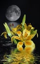 Ethereal concept of a lily emerging from water into a reflection of a background moon Royalty Free Stock Photo