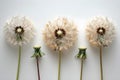Ethereal Dandelion Trio in Decay. Concept Nature Photography, Macro Shots, Dandelion Art, Ethereal
