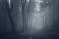 Ethereal dark forest with fog