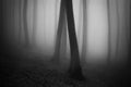 Ethereal dark forest with fog Royalty Free Stock Photo