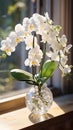 Ethereal Elegance: Delicate Details of a White Orchid in Soft Natural Light