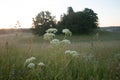 Ethereal Elegance: Sunset Bloom of Queen Anne\'s Lace in the Meadow