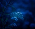 Ethereal Elegance: Sunset Bloom of Queen Anne\'s Lace in the Meadow