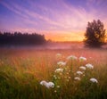 Ethereal Elegance: Sunset Bloom of Queen Anne\'s Lace in the Meadow