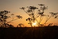 Ethereal Elegance: Sunset Bloom of Queen Anne\'s Lace in the Meadow