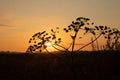 Ethereal Elegance: Sunset Bloom of Queen Anne\'s Lace in the Meadow