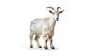 Ethereal Elegance: The White Goat on a White Background