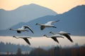 Ethereal Flight. Beautiful Birds gracefully soaring through the tranquil dawn sky, Calming Rhythms