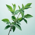 Ethereal Foliage: Basil On Light Blue - Oil On Canvas