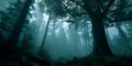 Ethereal Forest Misty Woodscape Photography Royalty Free Stock Photo