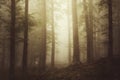 Ethereal forest scene with fog