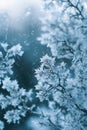 Ethereal Frost Patterns on Winter Windowpane Royalty Free Stock Photo