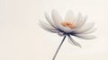 Ethereal Gentle Minimalist Flower Background Wallpaper