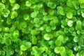 Ethereal green light bokeh blur for captivating abstract background design concept